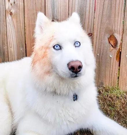 一只经常被误认为萨摩的哈士奇,没想到它居然长这样,太沙雕了