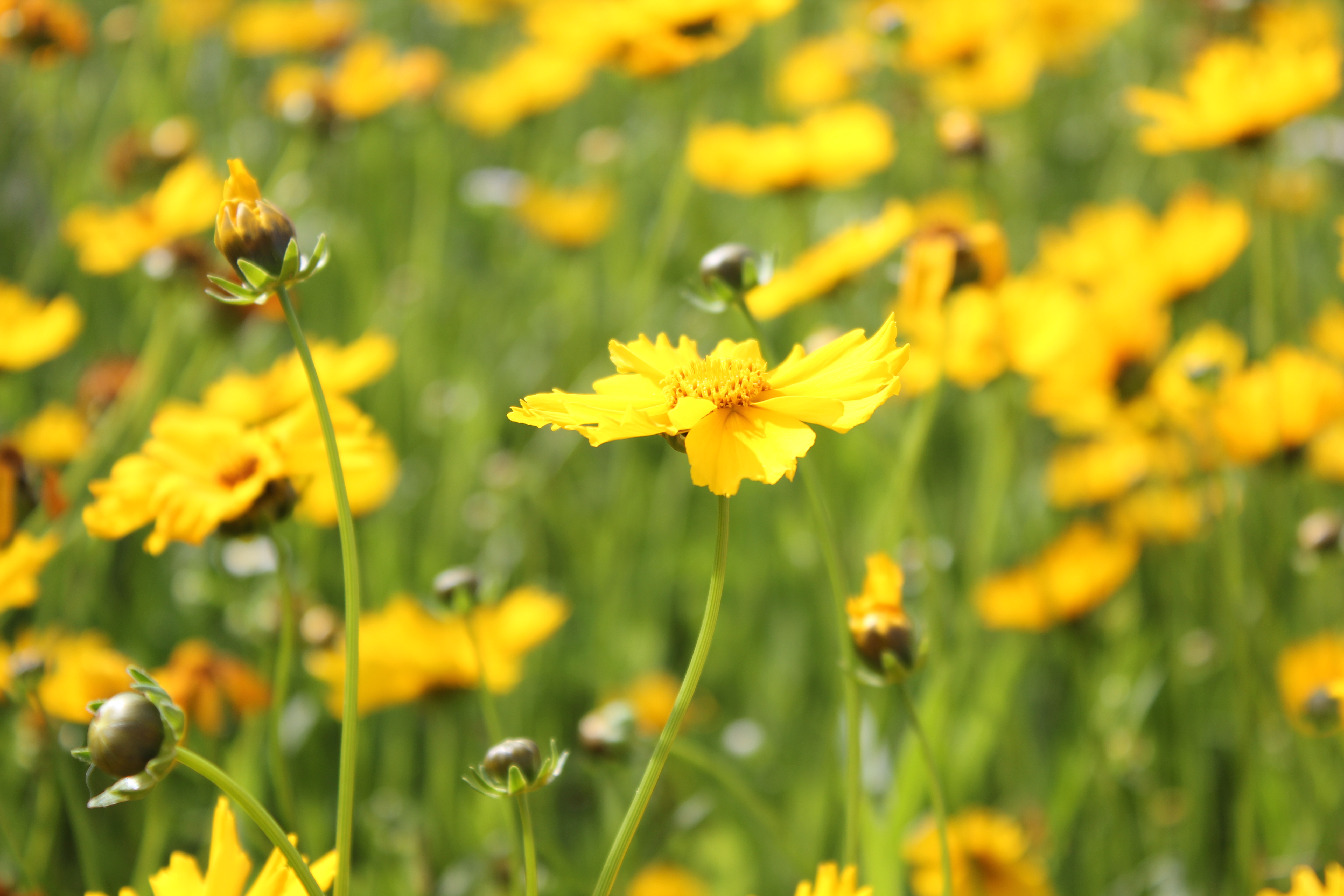 武汉周边避暑胜地|端午武汉至咸宁九宫山2日自驾亲子游路线分享