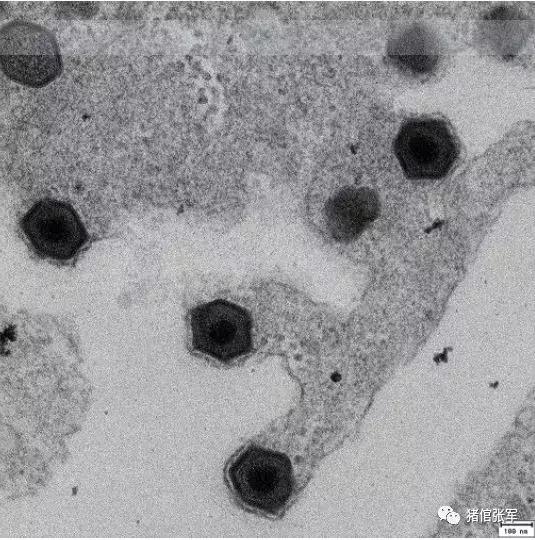 2019版《猪病学》“非洲猪瘟”篇（全文翻译，值得收藏）