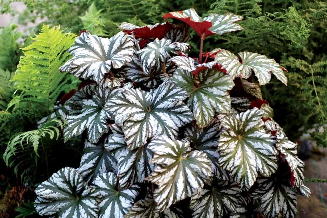 这43个来自世界各地的新品种，快来看看有没有你的菜