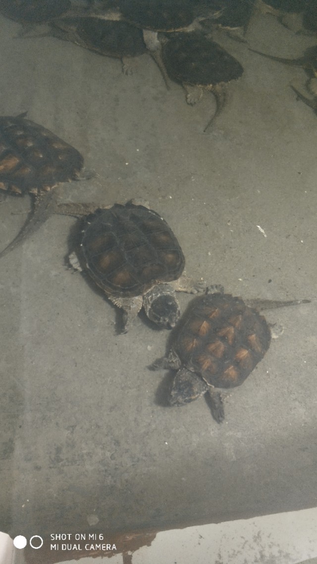 家庭养什么龟最旺风水,养龟秘诀