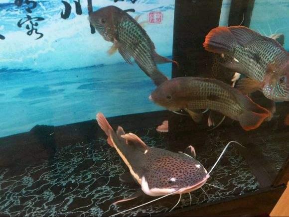 观赏鱼掉甲是什么病,观赏鱼掉鳞用什么药