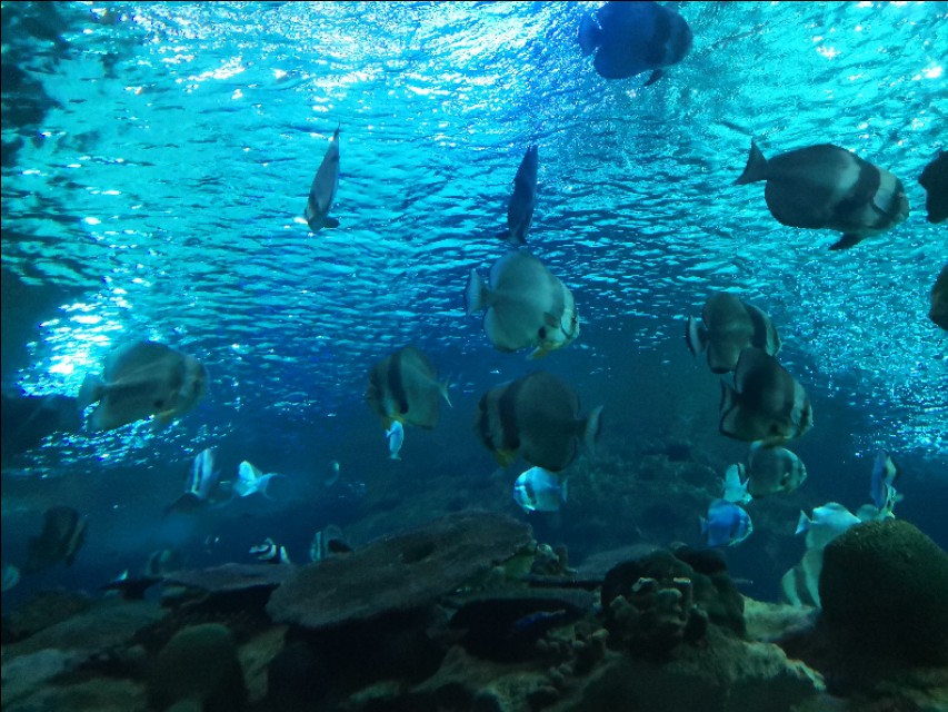 北京工体富国海底世界周一营业,北京工体富国海底世界旅馆