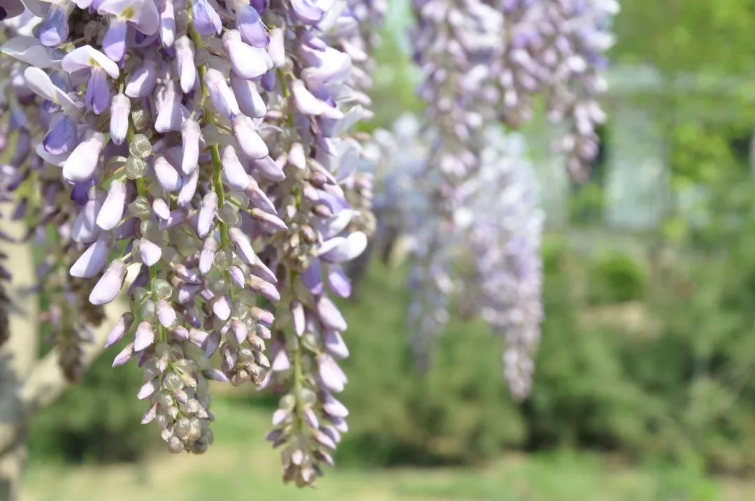 还犹豫啥？楼观处处好*光春**，吃住游玩全搞定！