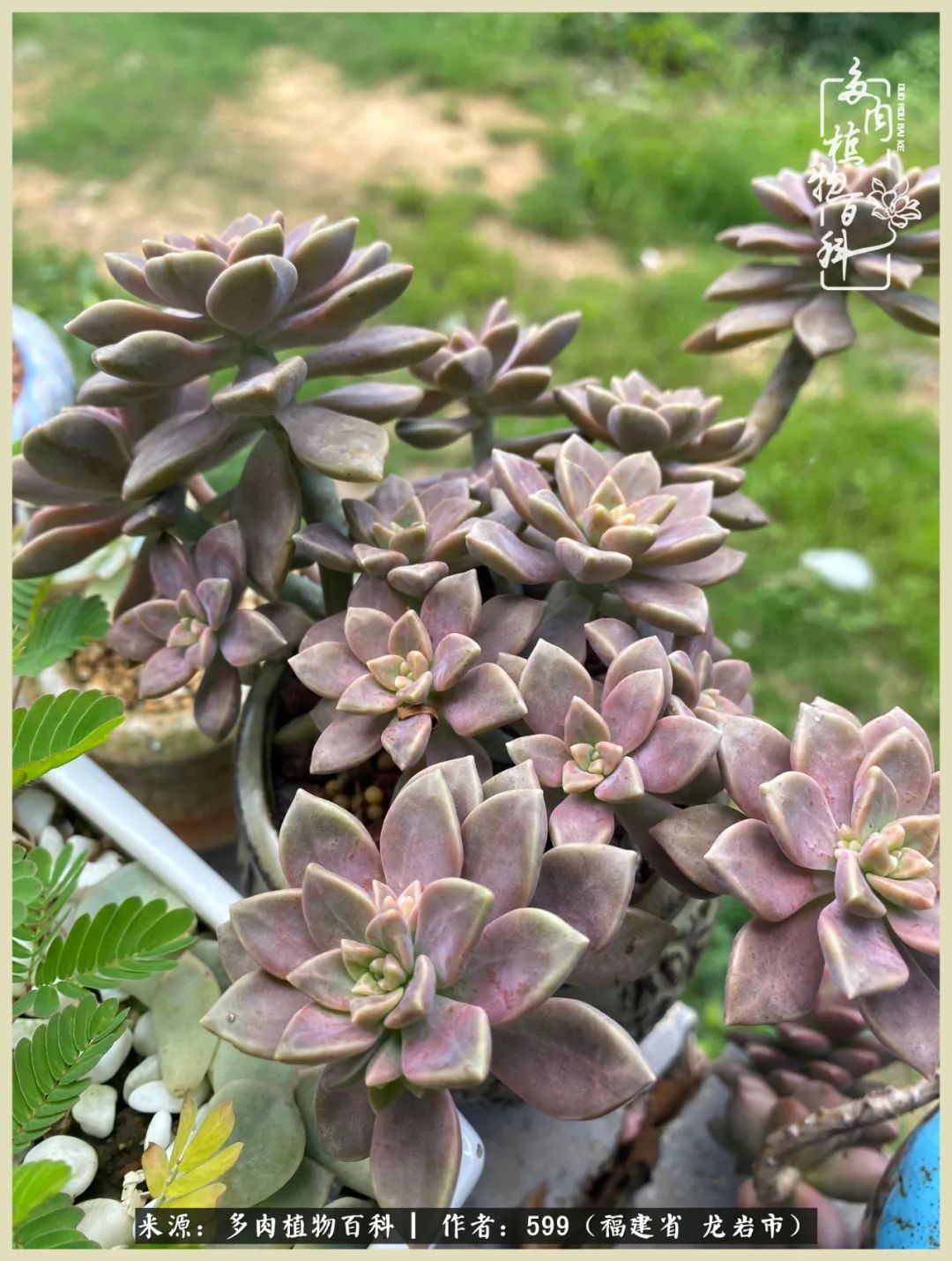 生活需要努力也需要花草,所有的热爱都需要不遗余力图片