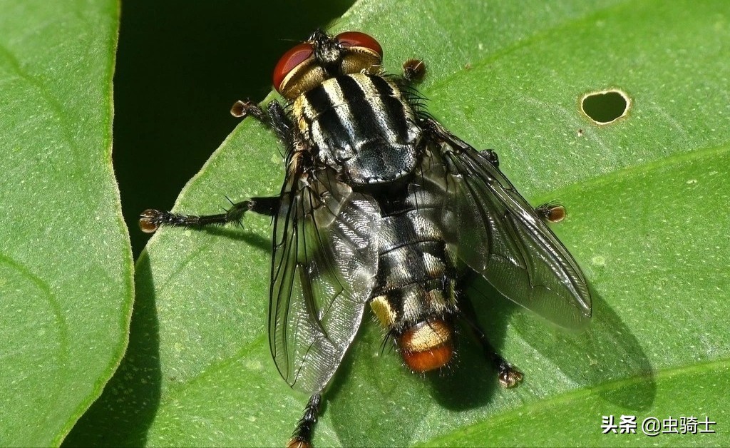 海天黄豆酱为什么不生虫,东北大酱有虫子为什么
