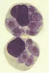 怀孕了还是想养猫猫狗狗怎么办?华西专家:可以养,但绝不能随便养!