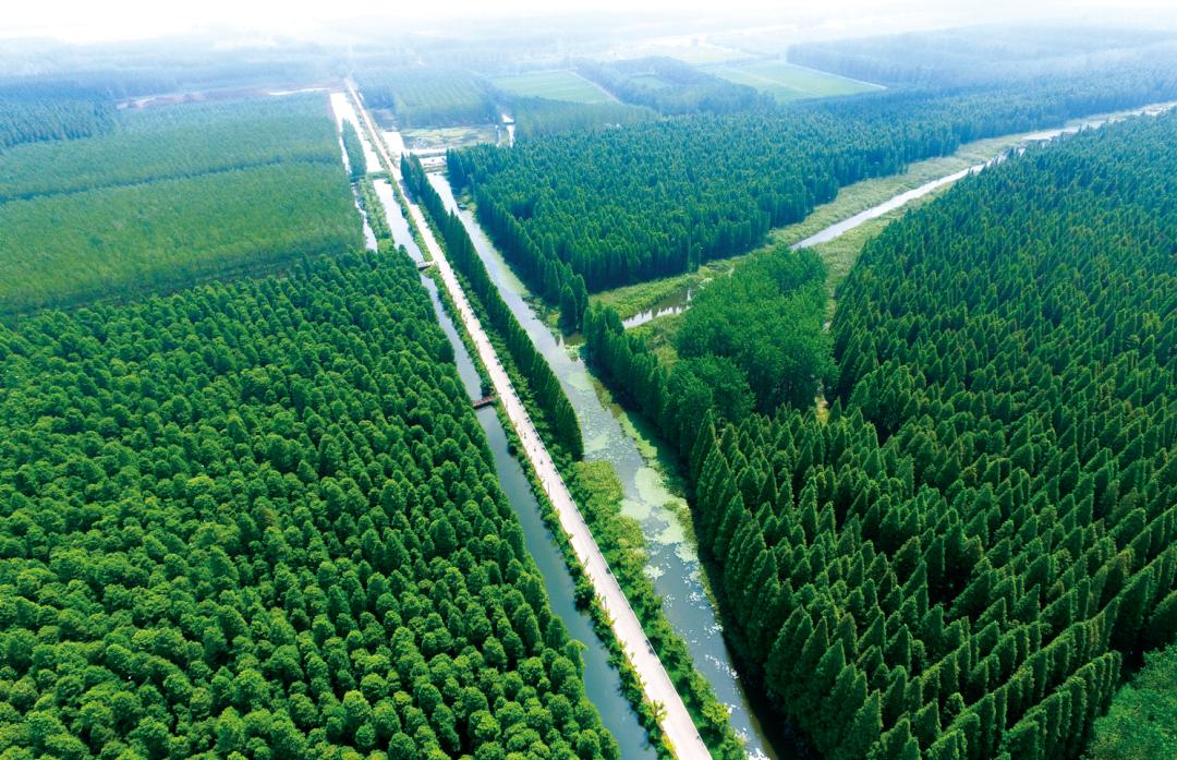 森氧之地,秋游必选!金湖万亩水上森林,真的别有趣味