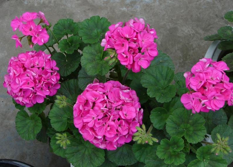 盆土板结沙化解决方法,盆土板结只是表面吗