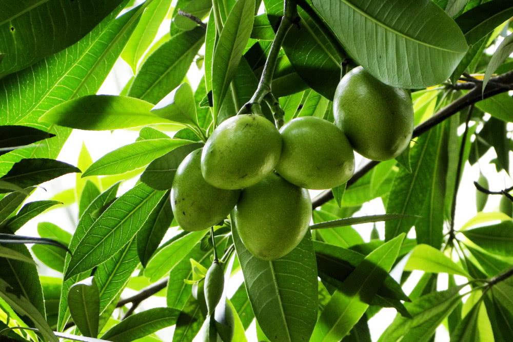 6个可能会夺走你性命的“可怕树木”，看到需要立即逃命