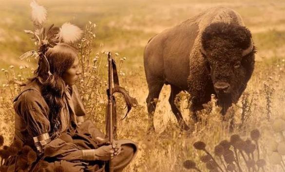 美国野生野牛,美国猎野牛