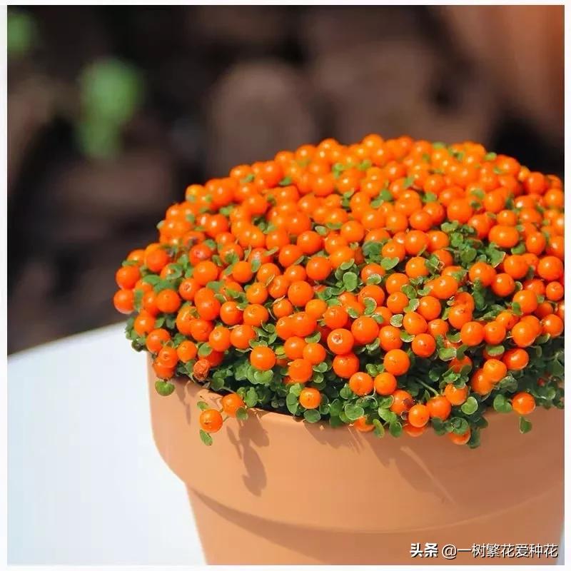 最毒的五种花不能在家里养,家里不能养的六种花会招来鬼