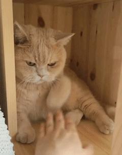 猫抓伤的地方痒,我被猫抓伤了怎么办