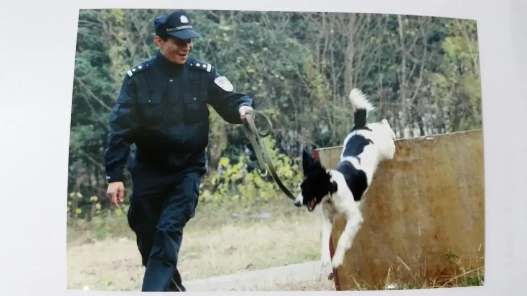 十大最著名的警犬故事,有哪些关于警犬的英勇事迹