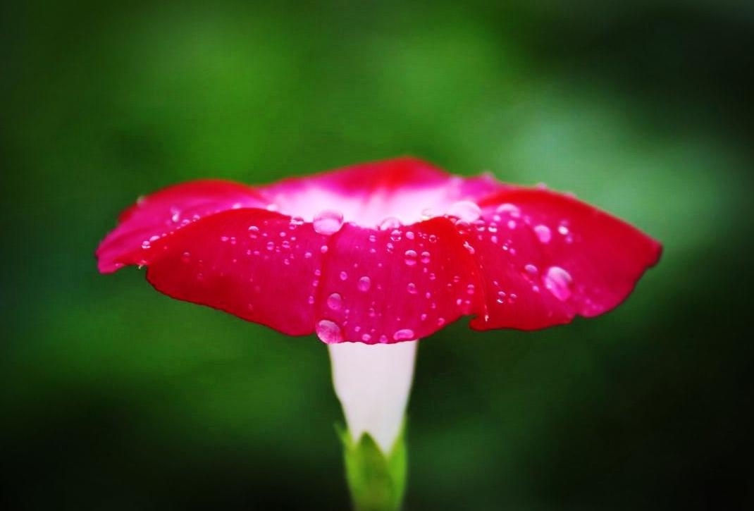 「诗词鉴赏」秋深寒露候，古诗词里的寒露，静看秋意渐浓