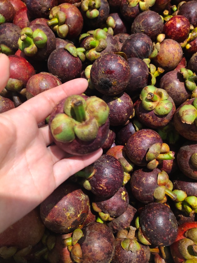 山竹挑选看三点,山竹怎么看才知道里面是好的