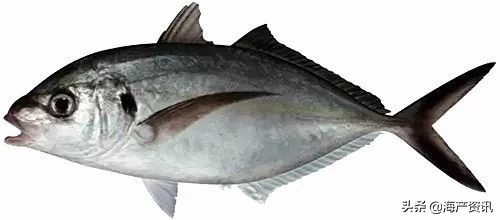 40种常见淡水鱼,45种常见海鱼名称
