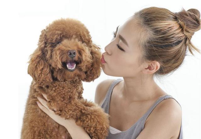 城市里禁止养哪些犬,城市里应不应该养狗