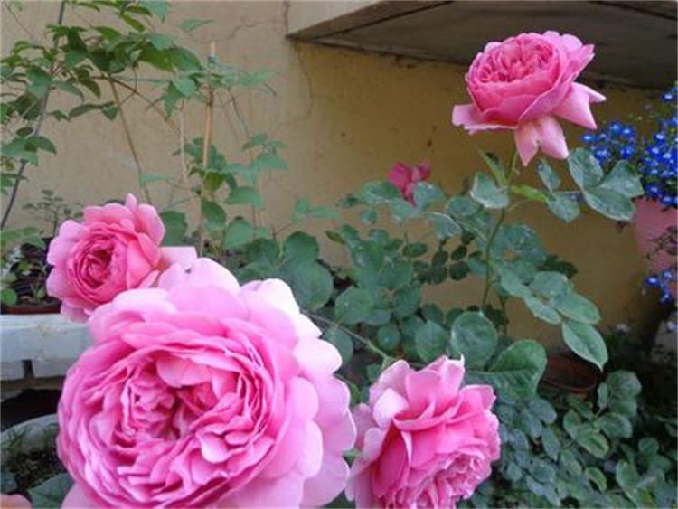 月季水浇多了烂根怎么补救,月季闷根和肥害