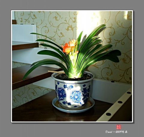 旺财旺宅小盆栽,最旺家的28种植物