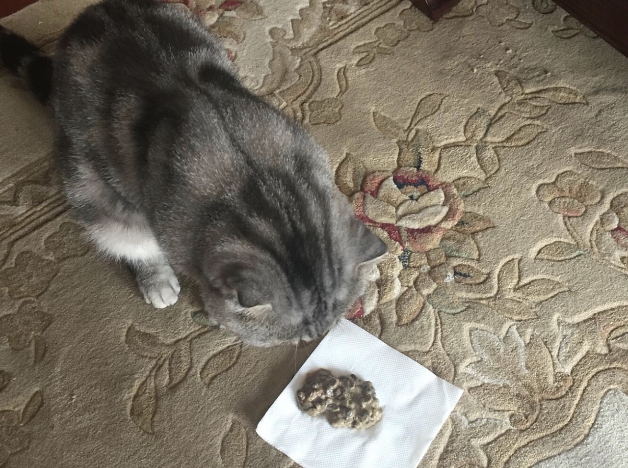 猫咪呕吐不吃猫粮是什么原因,猫咪呕吐怎么判断是猫粮的问题