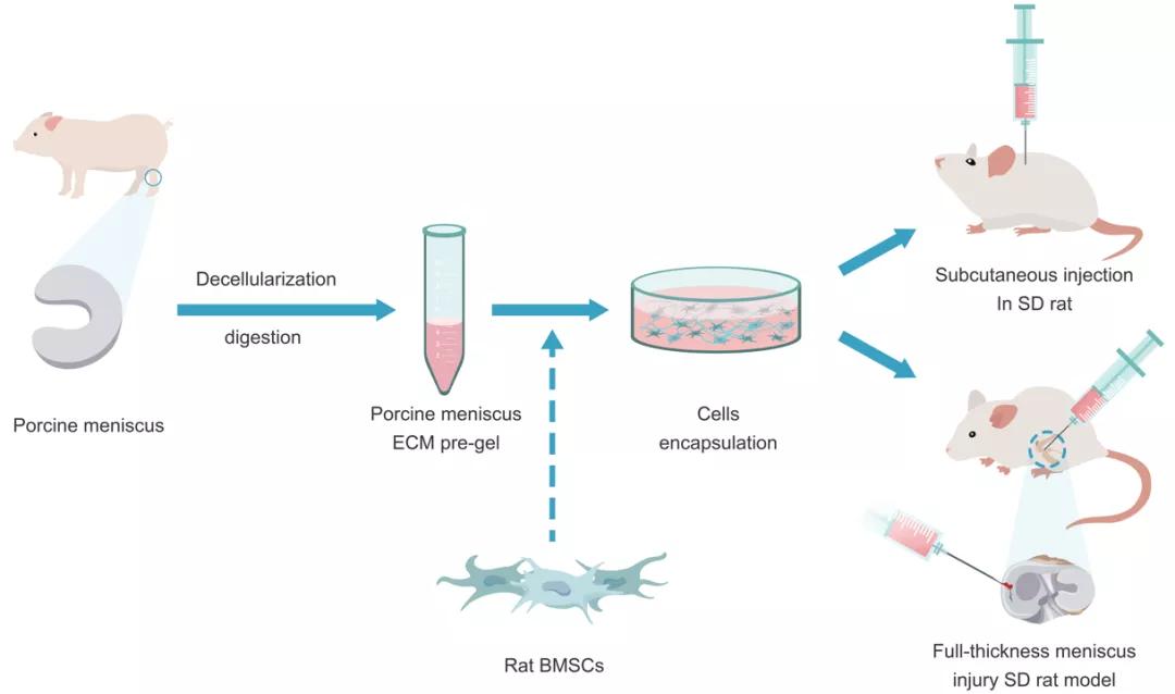 深圳先进院研发可注射活体生物材料修复半月板损伤并抑制关节退变