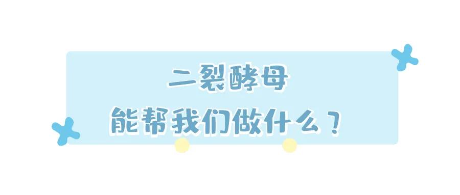 二裂酵母安瓶真的好用吗,二裂酵母用蓝瓶的还是黄瓶的