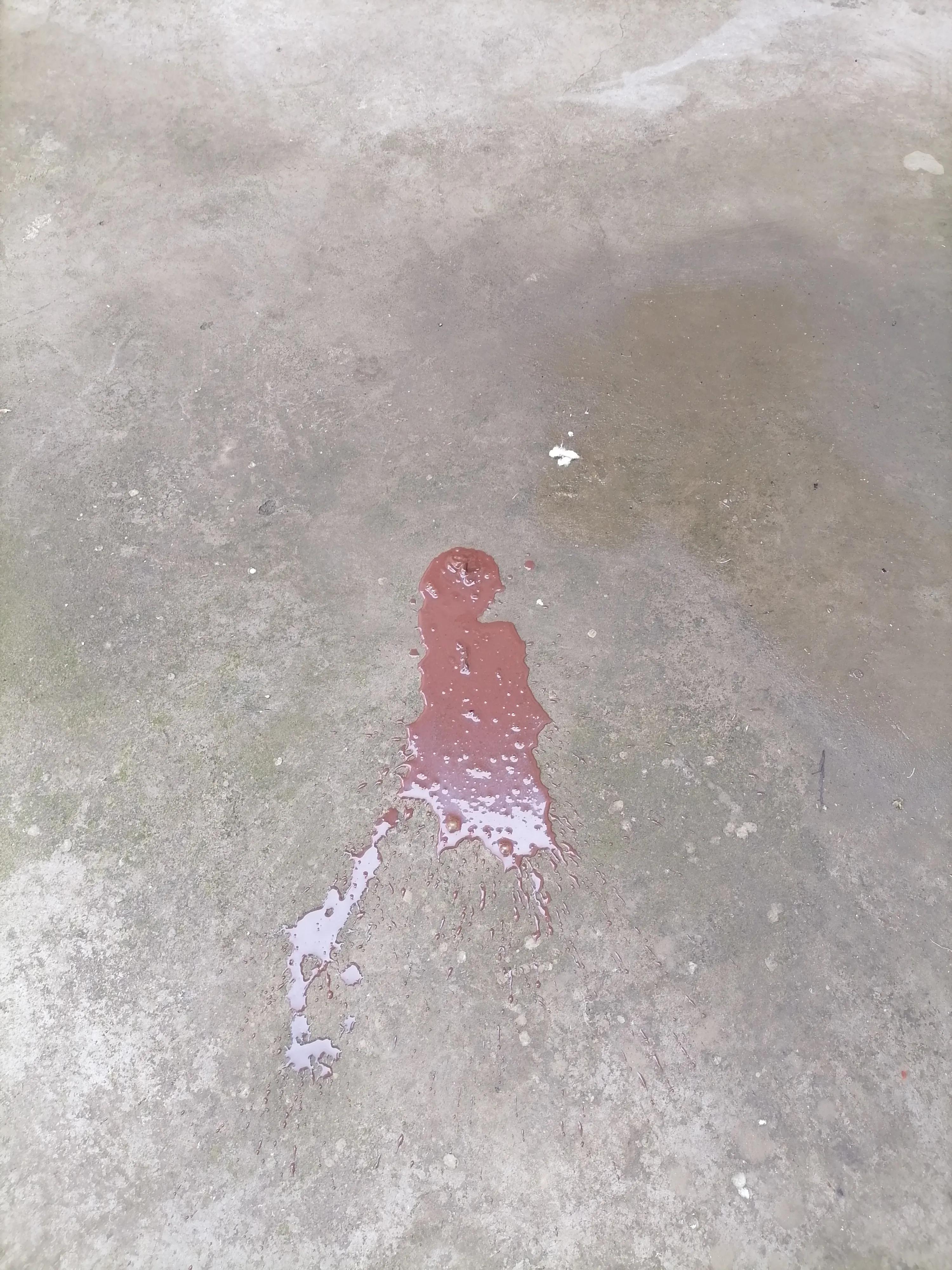 犬细小治疗心得,犬细小发病图片