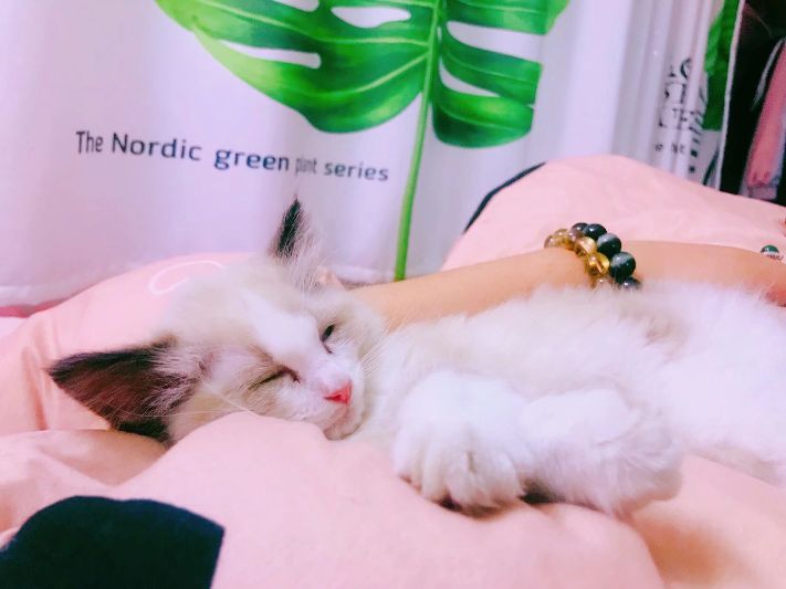 如何改掉和宠物睡觉的习惯,宠物睡觉必备知识有哪些