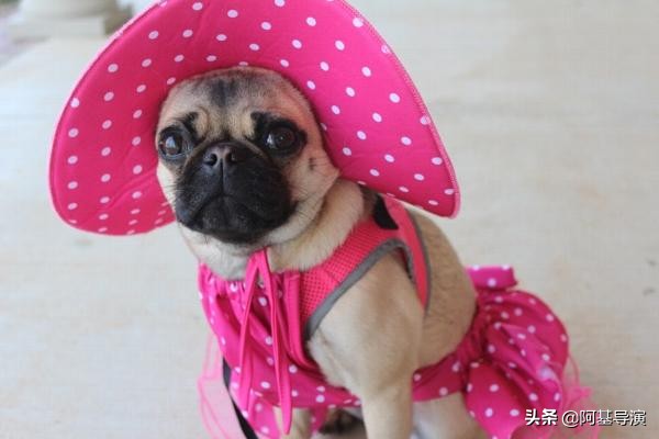 大型狗狗的超酷服装,狗狗好看的服饰