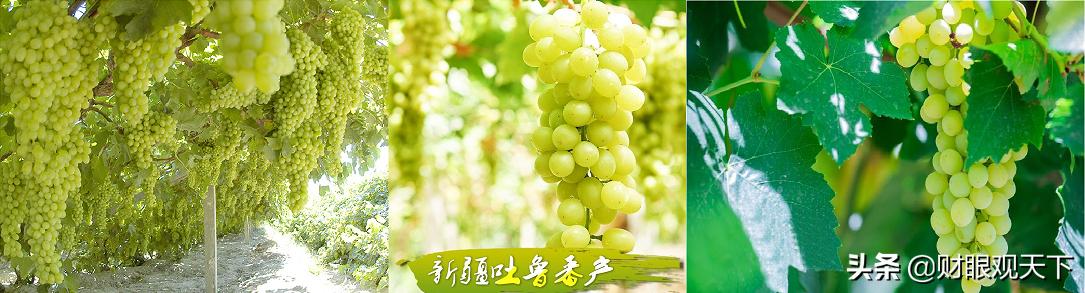 不能错过的*疆新**水果（五）