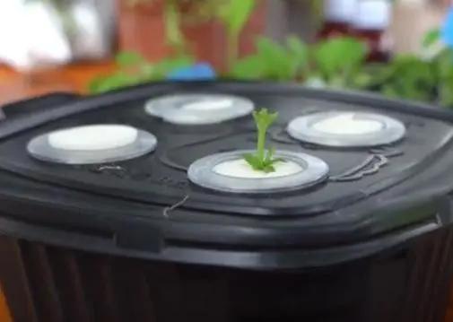 简易无土栽培蔬菜,自制无土栽培蔬菜神器