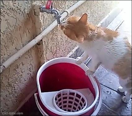 猫咪到底能不能喝矿泉水,猫咪喝自来水会结石吗