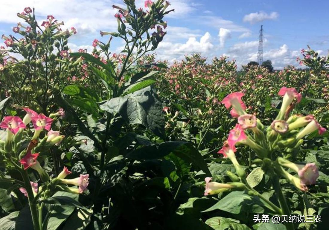 西瓜育苗苗床可以覆盖塑料薄膜吗,育苗苗床上面可以铺塑料薄膜