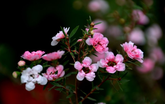 梅花有精油吗,梅花的神奇功效