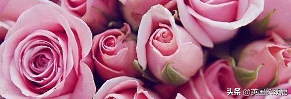 英国香水哪些系列,小众英伦风香水