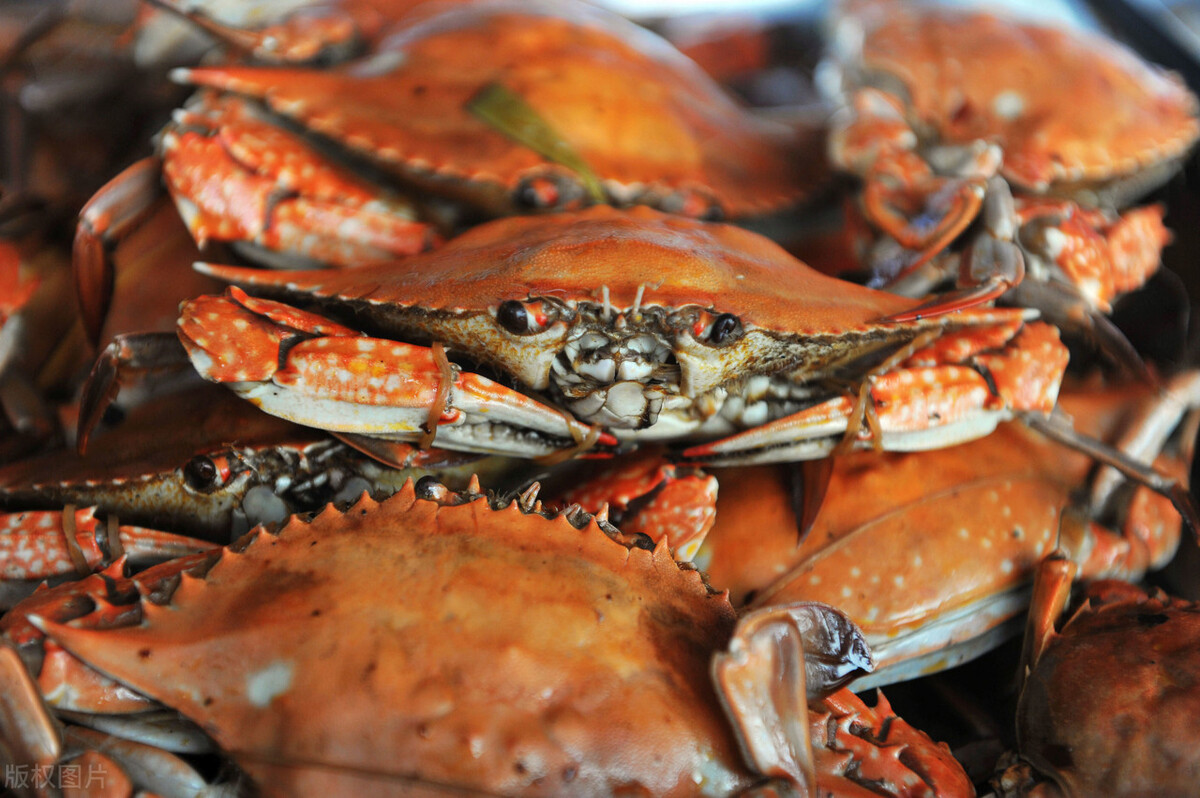 手把手教您挑梭子蟹,一招教你挑选梭子蟹