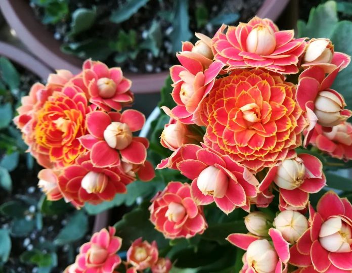 6种冬天开花的精美盆栽,客厅四季开花好养的盆栽