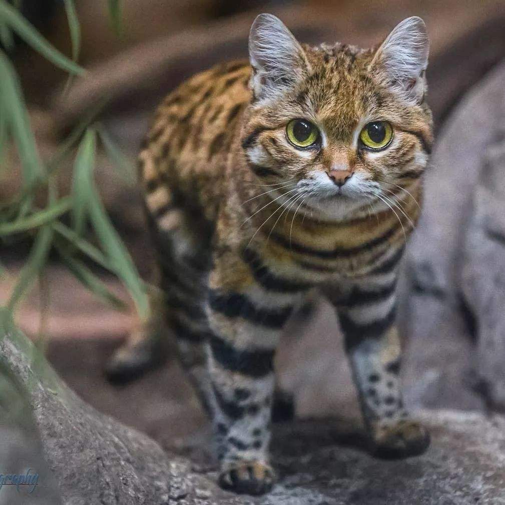 最会抓老鼠的猫是什么品种的猫,盘点十大最会抓老鼠的猫咪品种