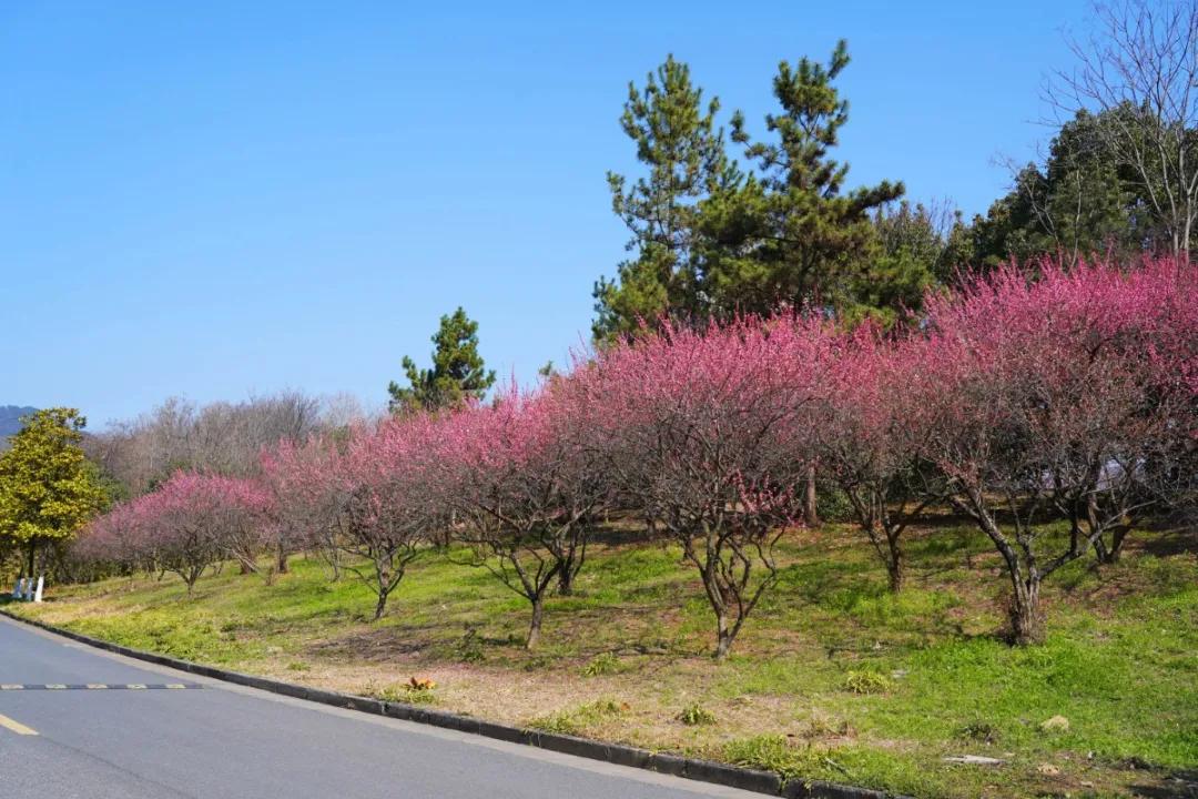 杭州美职学校风景,杭州美丽学校评选