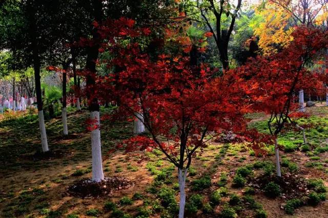 五一武汉市周边游,五一武汉周边短途旅游推荐