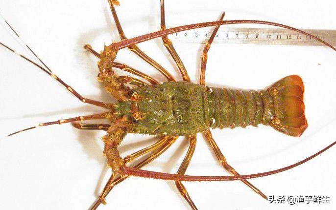 全国十大海鲜排名,中国海鲜十大产地排名最新