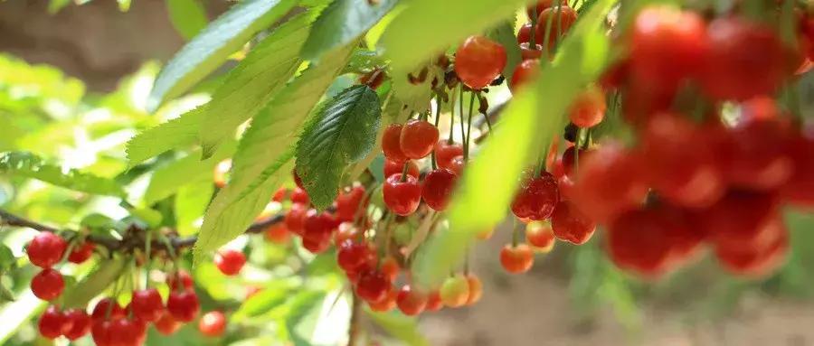 西安周边摘樱桃的地方,西安摘樱桃最佳地点