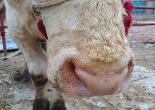 牛站不起来，先别急着胡乱打针吃药