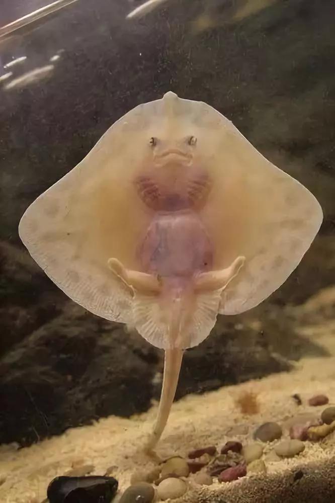 神秘的顶级海底照片难得一见,罕见海底美人照片