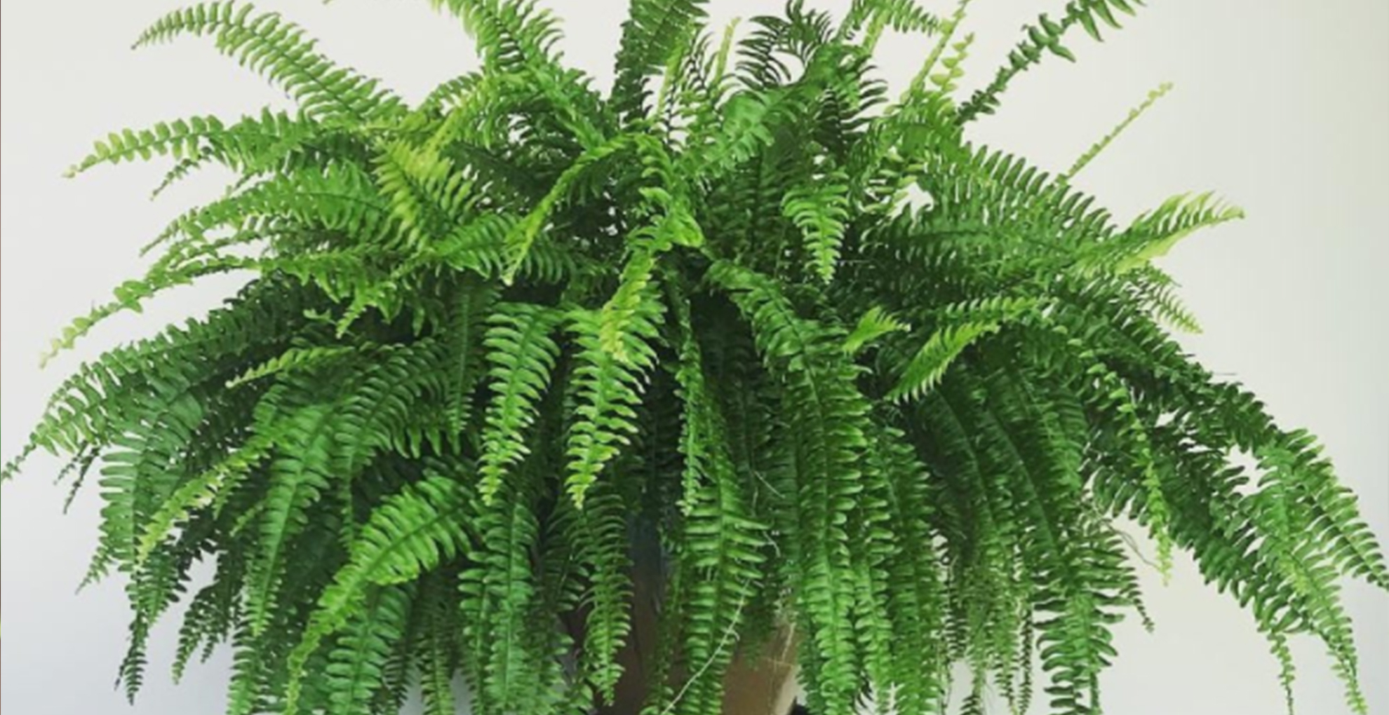 蕨类新长的叶片为什么发黑,蕨类植物叶子变白怎么回事