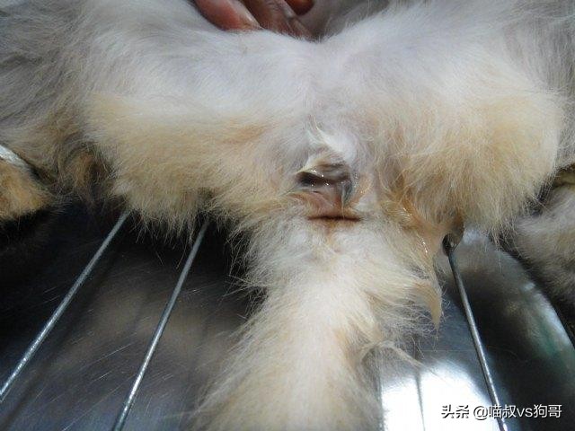 绝育时如何准确找到猫咪子宫,猫咪绝育后怎么防止乱尿