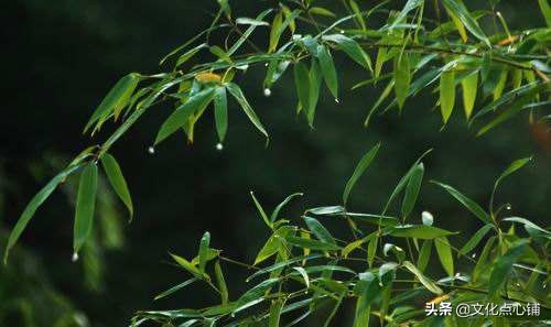 您心中的苏轼是什么样的?如果用一首词来形容,你会选择哪首?