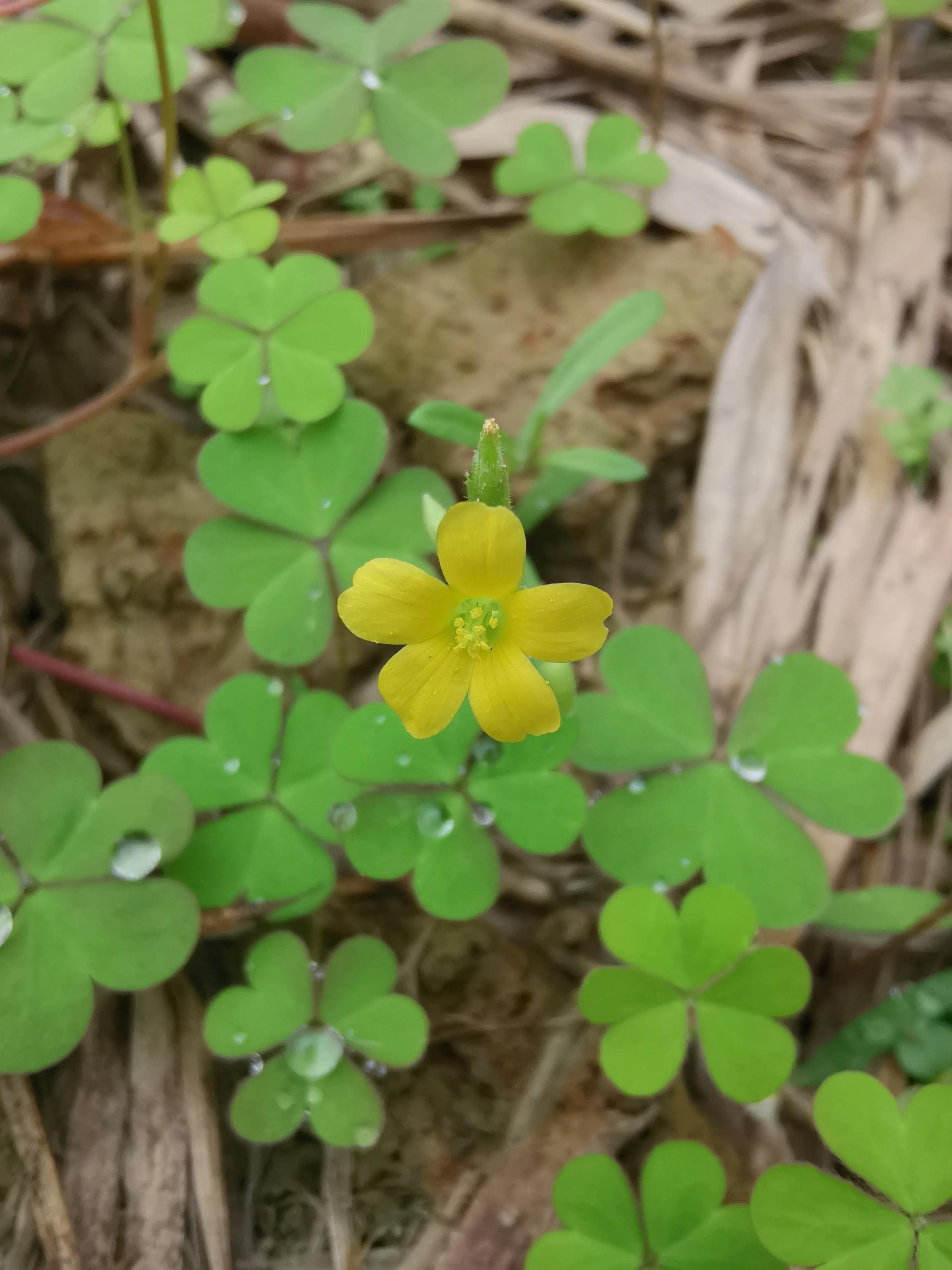 曾经特别火的拍照手机,那些年的拍照手机