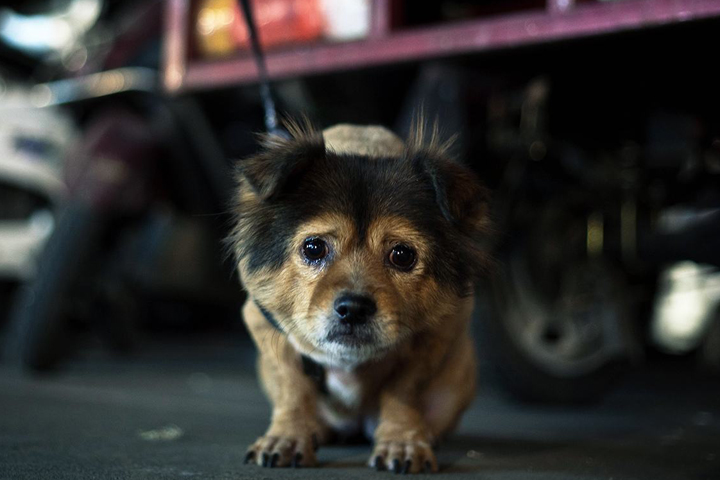 狗丢了几天回来了不吃东西不会叫,泰迪狗走丢了怎么办而且还找不到